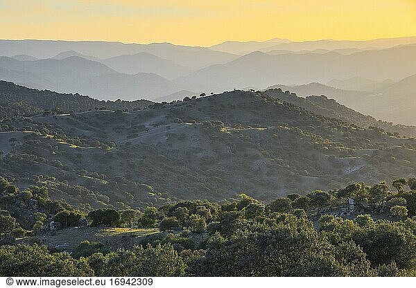 Typische Landschaft im Nationalpark Sierra de Andújar  Andalusien  Spanien  Europa