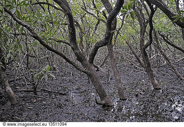 Typische Mangrovenvegetation bei Ebbe  Küste von Queensland  Australien  Ozeanien