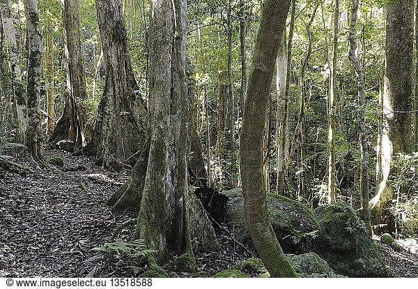 Typische Pfahlwurzeln alter Waldriesen im Lamington National Park  Australien  Ozeanien