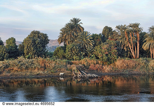 Ufer des Nil  ƒgypten  Afrika