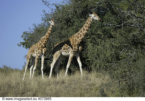 Uganda Giraffen,  Rothschild Giraffen (Giraffa camelopardalis rothschildi),  adult,  Lake Nakuru,  Kenia,  Afrika