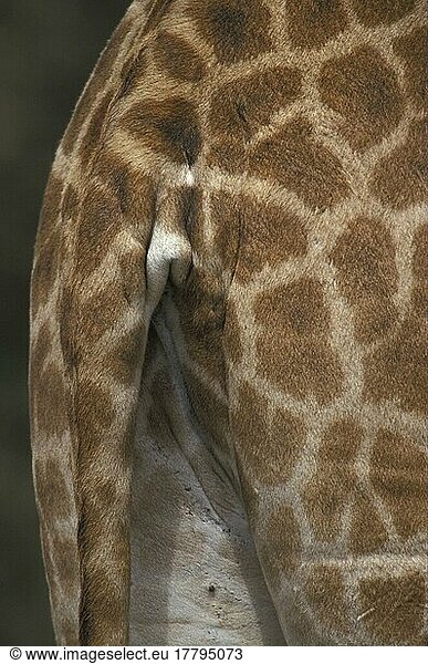 Ugandagiraffe  Ugandagiraffen  Rothschildgiraffe  Rothschildgiraffen  Giraffen  Huftiere  Paarhufer  Säugetiere  Tiere  Ugandagir