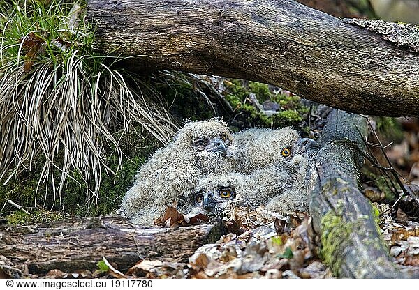 Uhu  Europäischer Uhu (Bubo bubo) drei Küken im Nest auf dem Boden unter einem umgestürzten Baumstamm im Wald im Frühling
