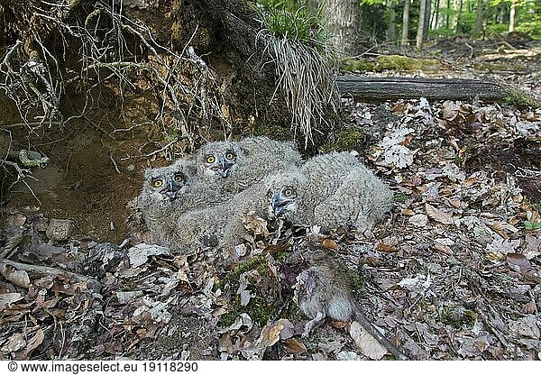 Uhu  Europäischer Uhu (Bubo bubo) drei Küken mit toter Ratte im Nest auf dem Boden am Fuße eines entwurzelten Baumes im Wald im Frühling