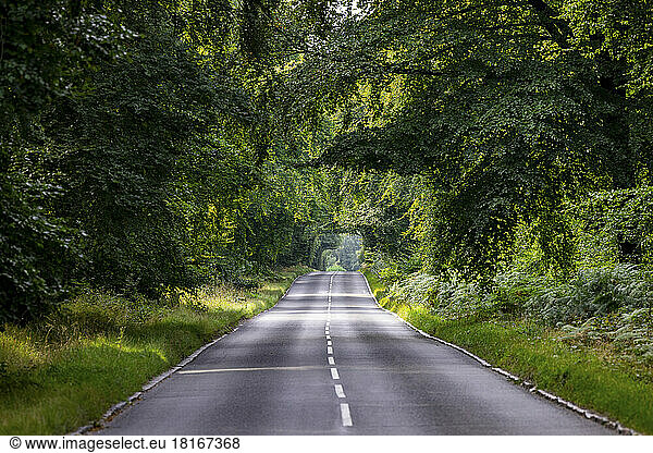 UK  England  Asphalt road cutting through green forest in Cannock Chase