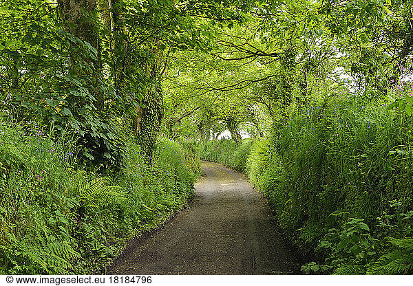 UK  England  Footpath cutting through green lush forest