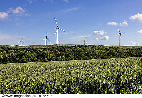 UK  England  Green field in summer with wind farm in background