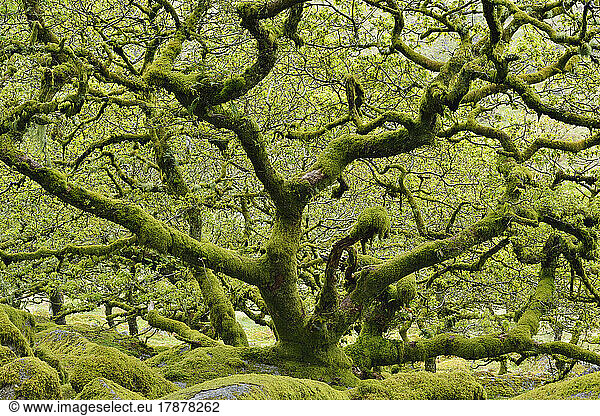UK  England  Moss-covered oak tree in Wistman's Wood
