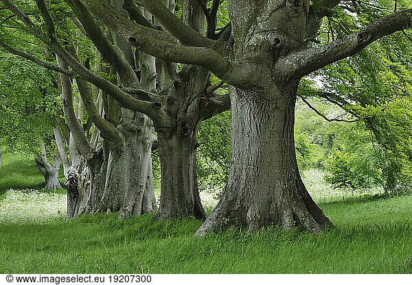 UK  England  Row of old beech trees in summer