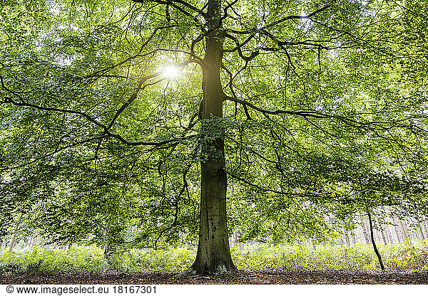 UK  England  Sun shining through green branches of large tree in Cannock Chase