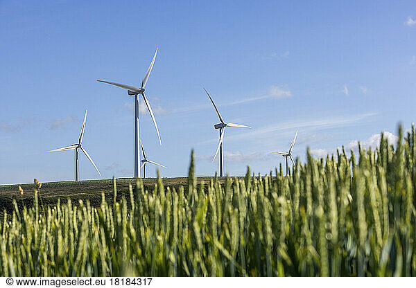 UK  England  Wind farm turbines in summer with field grass in foreground