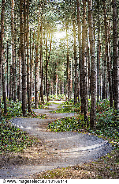 UK  England  Winding forest footpath in Cannock Chase