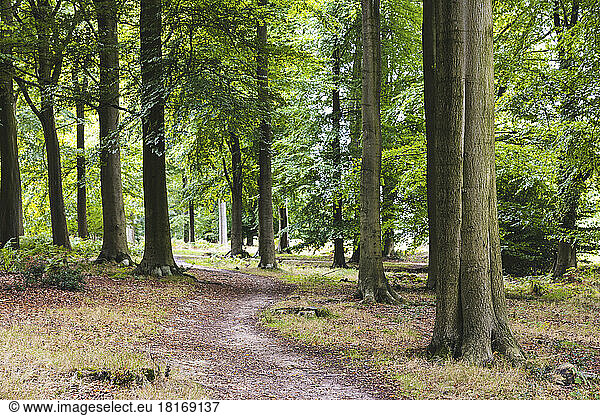 UK  England  Winding forest footpath in Cannock Chase