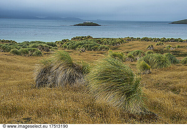 UK  Falkland Islands  Grassy coastline of Carcass Island