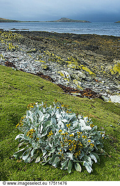 UK  Falkland Islands  Sea cabbage (Senecio candicans) growing on Carcass Island