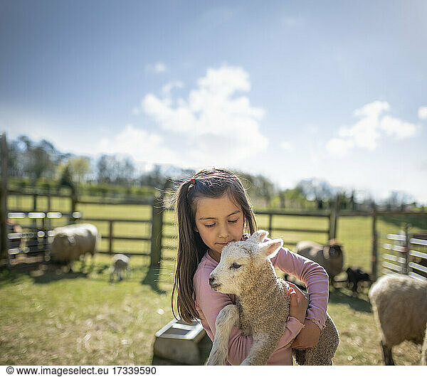 UK  North Yorkshire  Girl (6-7) holding lamb in organic farm