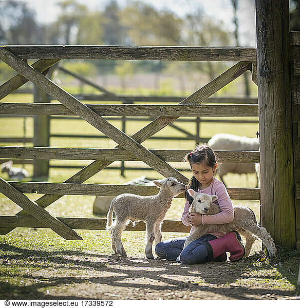 UK  North Yorkshire  Girl (6-7) hugging lamb in organic farm