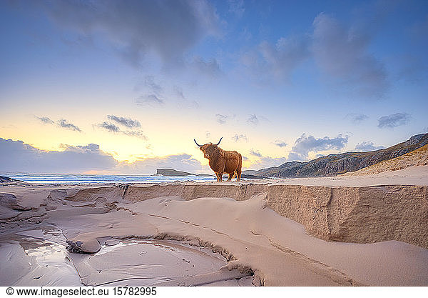 UK  Schottland  Durness  Highland-Rinderbulle am Sandstrand stehend