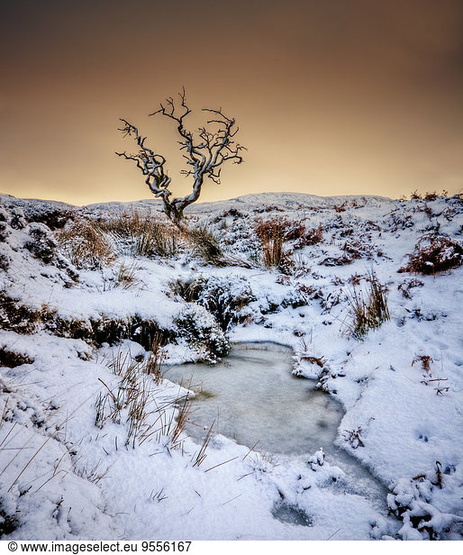 UK  Schottland  Isle of Skye  Baum im Winter