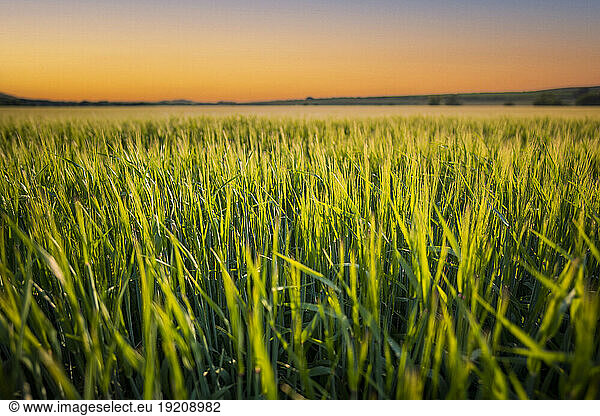 UK  Scotland  Barley field at dusk