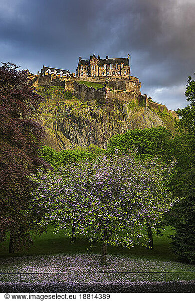 UK  Scotland  Edinburgh  Blossoming tree in Princes Street Gardens with Edinburgh Castle in background
