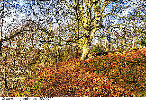 UK  Scotland  Footpath in autumn woodland