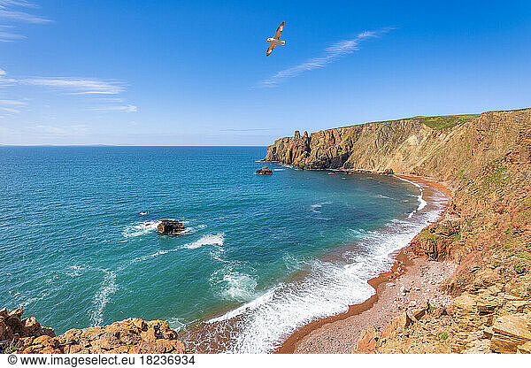 UK  Scotland  Northern fulmar (Fulmarus glacialis) flying over cliffs of Northmavine