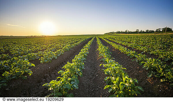 UK  Scotland  Potato field at summer sunset
