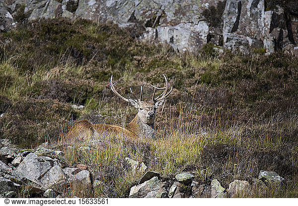 UK  Scotland  resting Red deer