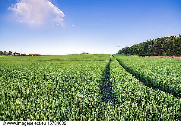 UK  Scotland  Tire tracks across vast wheat field in summer