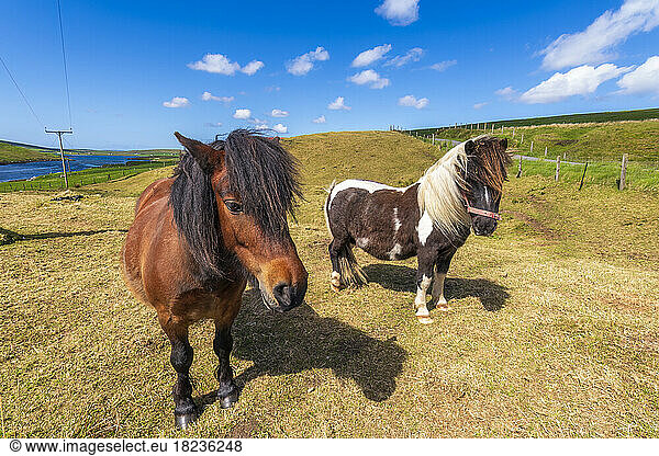 UK  Scotland  Two ponies standing in summer pasture