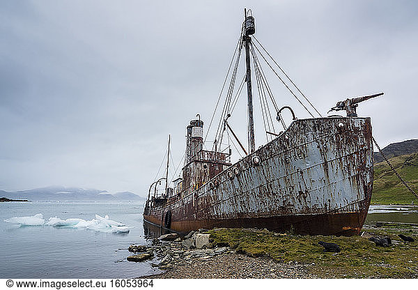 UK  South Georgia and South Sandwich Islands  Grytviken  Shipwreck of old whaling boat