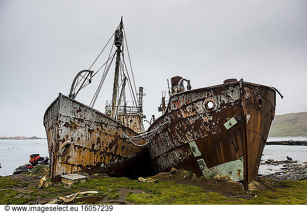 UK  South Georgia and South Sandwich Islands  Grytviken  Shipwrecks of old whaling boats