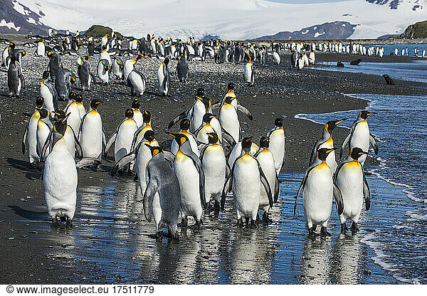UK  South Georgia and South Sandwich Islands  King penguin (Aptenodytes patagonicus) colony on Salisbury Plain