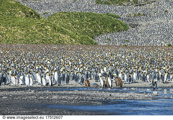 UK  South Georgia and South Sandwich Islands  King penguin (Aptenodytes patagonicus) colony on Salisbury Plain