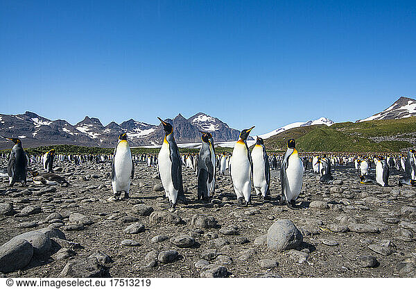 UK  South Georgia and South Sandwich Islands  King penguin (Aptenodytes patagonicus) colony on Salisbury Plain