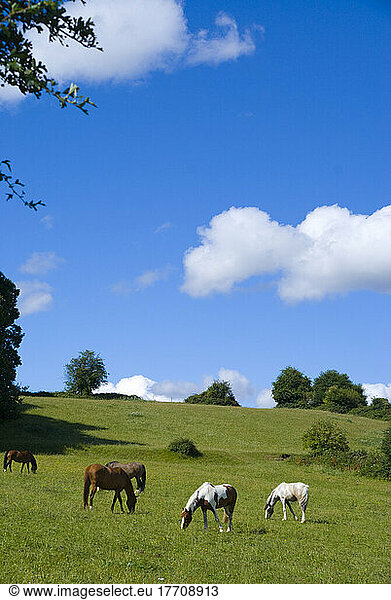 UK Surrey Claygate Telegraph Hill