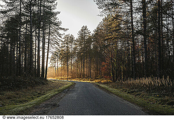UK  Wales  Asphalt road cutting through Newborough Forest at sunset