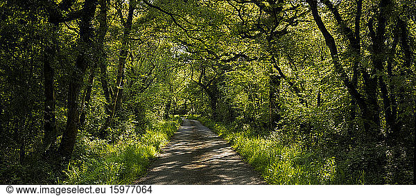 UK  Wales  Cresselly  Empty footpath in green lush forest