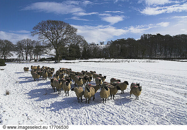 Uk  Wales  Powys  Sheep In Wintery Landscape