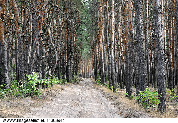 Ukraine  Dnepropetrovsk region  Novomoskovsk district  Dirt road in forest