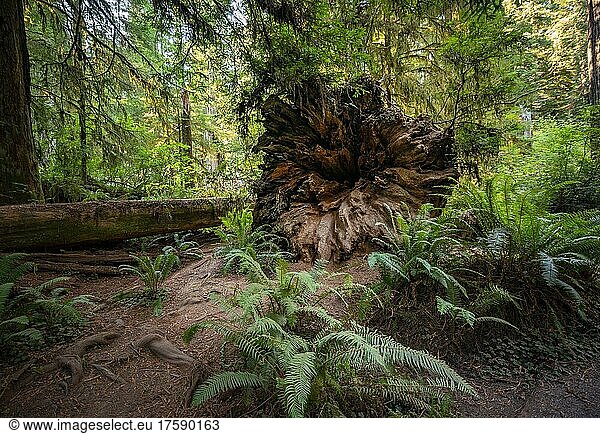 Umgefallener Baumstamm eines Mammutbaums  Küstenmammutbaum (Sequoia sempervirens)  Wald mit Farnen und dichter Vegetation  Jedediah Smith Redwoods State Park  Simpson-Reed Trail  Kalifornien  USA  Nordamerika