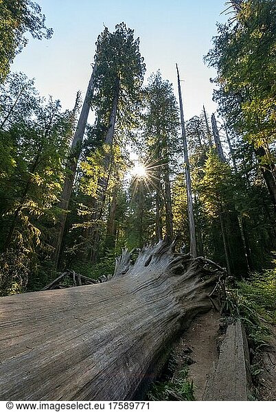 Umgefallener Mammutbaum  Küstenmammutbäume (Sequoia sempervirens)  Wald mit dichter Vegetation  Sonnenstern  Jedediah Smith Redwoods State Park  Simpson-Reed Trail  Kalifornien  USA  Nordamerika