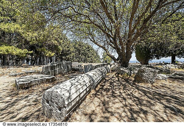 Umgekippte römische Säulen unter einem Baum  Ruinen des römischen Heiltempels Asklepieion  Kos  Dodekanes  Griechenland  Europa