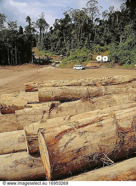 Umschlagplatz für Holz aus dem Regenwald in Endau Rompin  das später zu einem Sägewerk in Borneo transportiert wird. Der Wald in der Umgebung ist durch die vielen großen Bäume verwüstet. Malaysia.