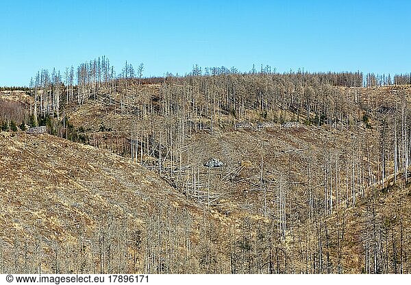 Umweltzerstörung Klimakrise Klimawandel Klima Umwelt Zerstörung Landschaft Natur Wald Waldsterben am Brocken im Harz  Deutschland  Europa