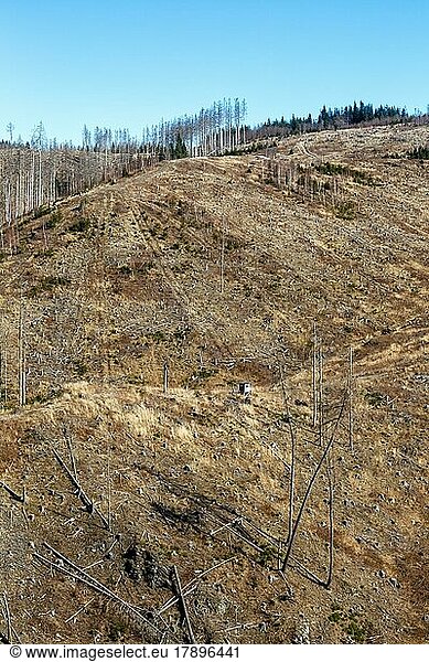Umweltzerstörung Klimakrise Klimawandel Klima Umwelt Zerstörung Landschaft Natur Wald Waldsterben am Brocken im Harz  Deutschland  Europa