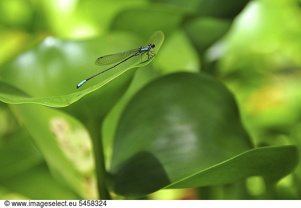 Unbestimmte tropische Libelle auf Seerosenblatt (Nymphaea sp.)  Mamiraua Schutzgebiet bei Tefe  Amazonas  Brasilien  Südamerika