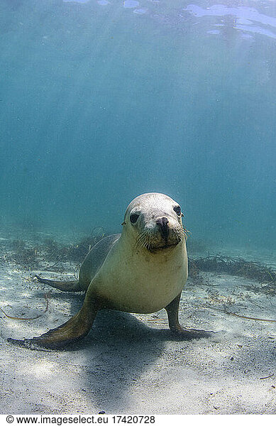 Undersea portrait of seal looking straight at camera