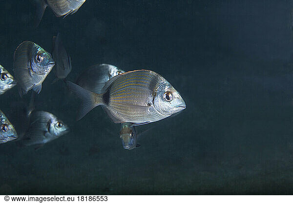 Undersea view of common two-banded sea breams (Diplodus vulgaris)